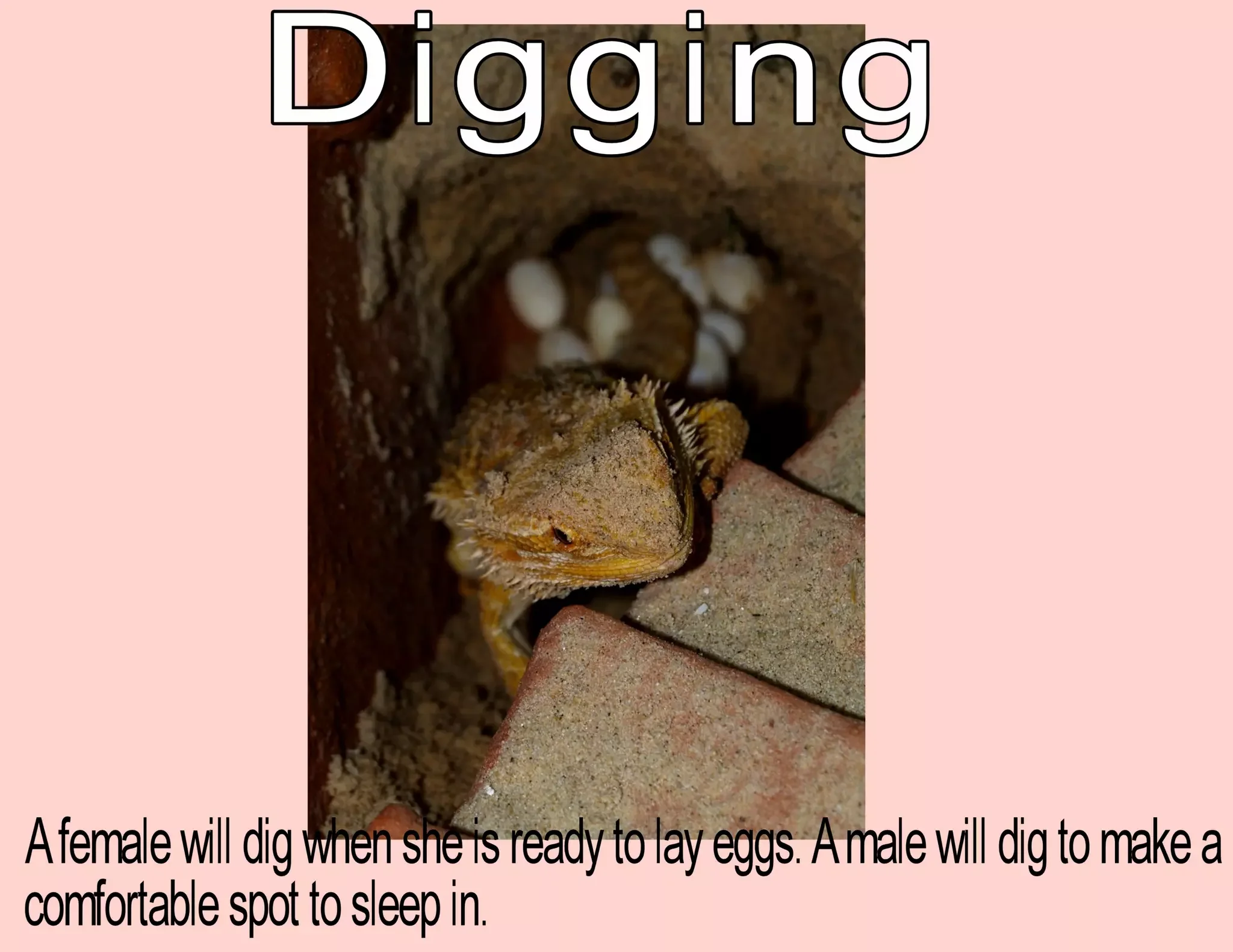 bearded dragon enrichment