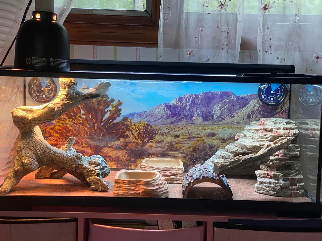 img/7_bearded-dragon-habitat-setup-overview.webp