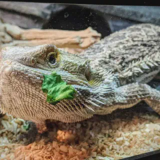 img/80_bearded-dragon-eating.webp