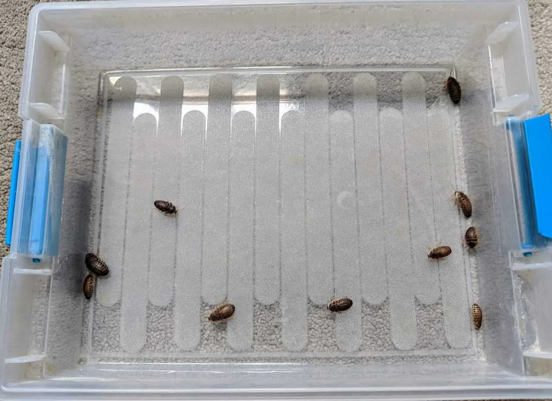 bearded dragon feeding schedule