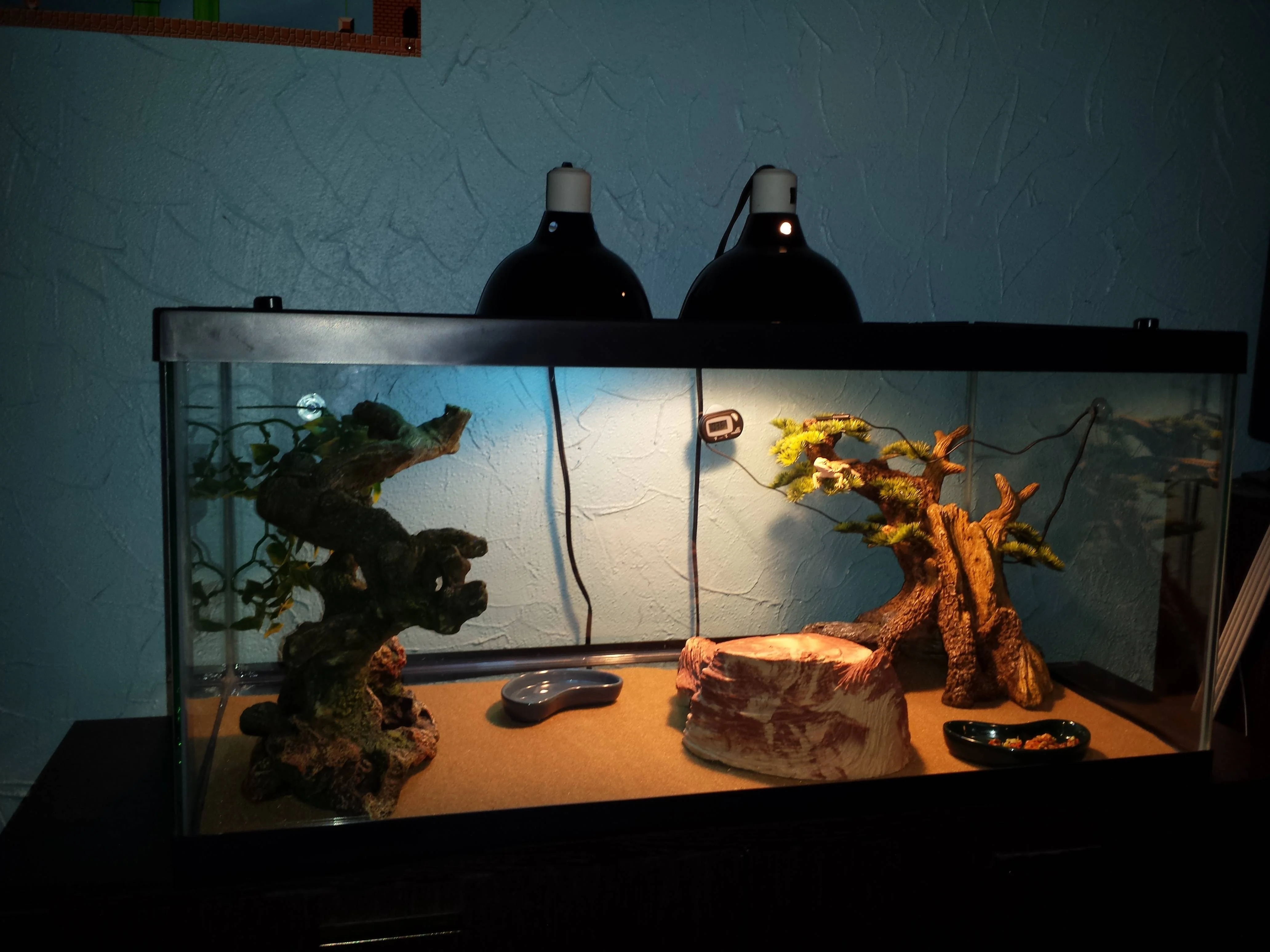 bearded dragon basking