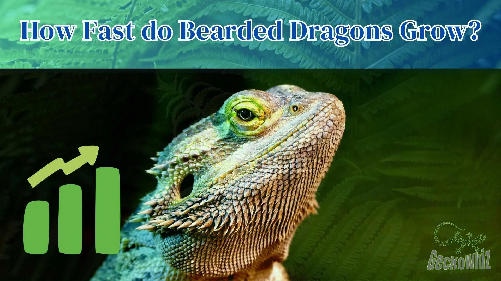 bearded dragon diet