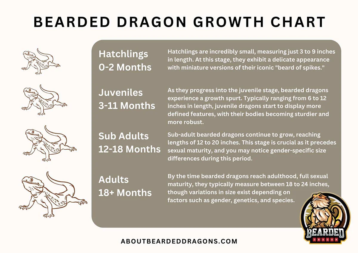 bearded dragon feeding