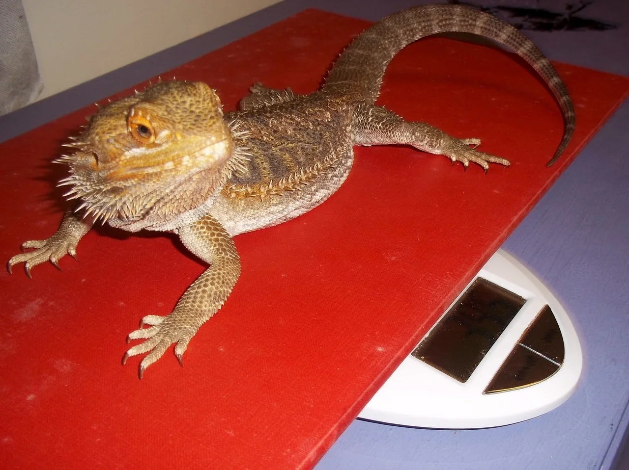 bearded dragon live food