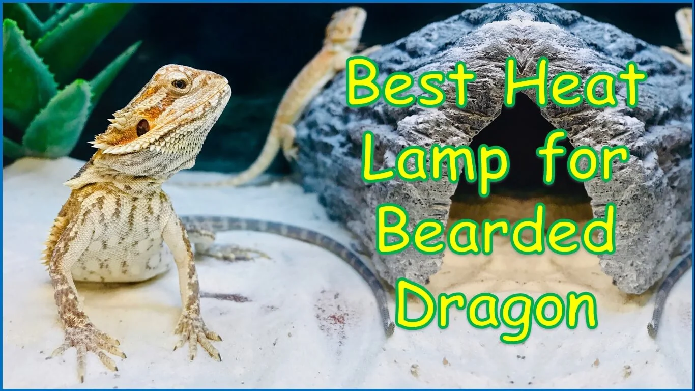 img/87_bearded-dragon-basking.webp
