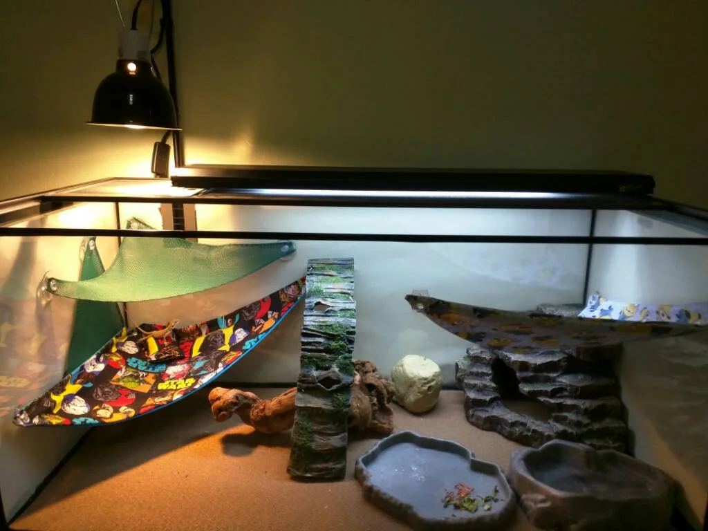 bearded dragon lighting check 7
