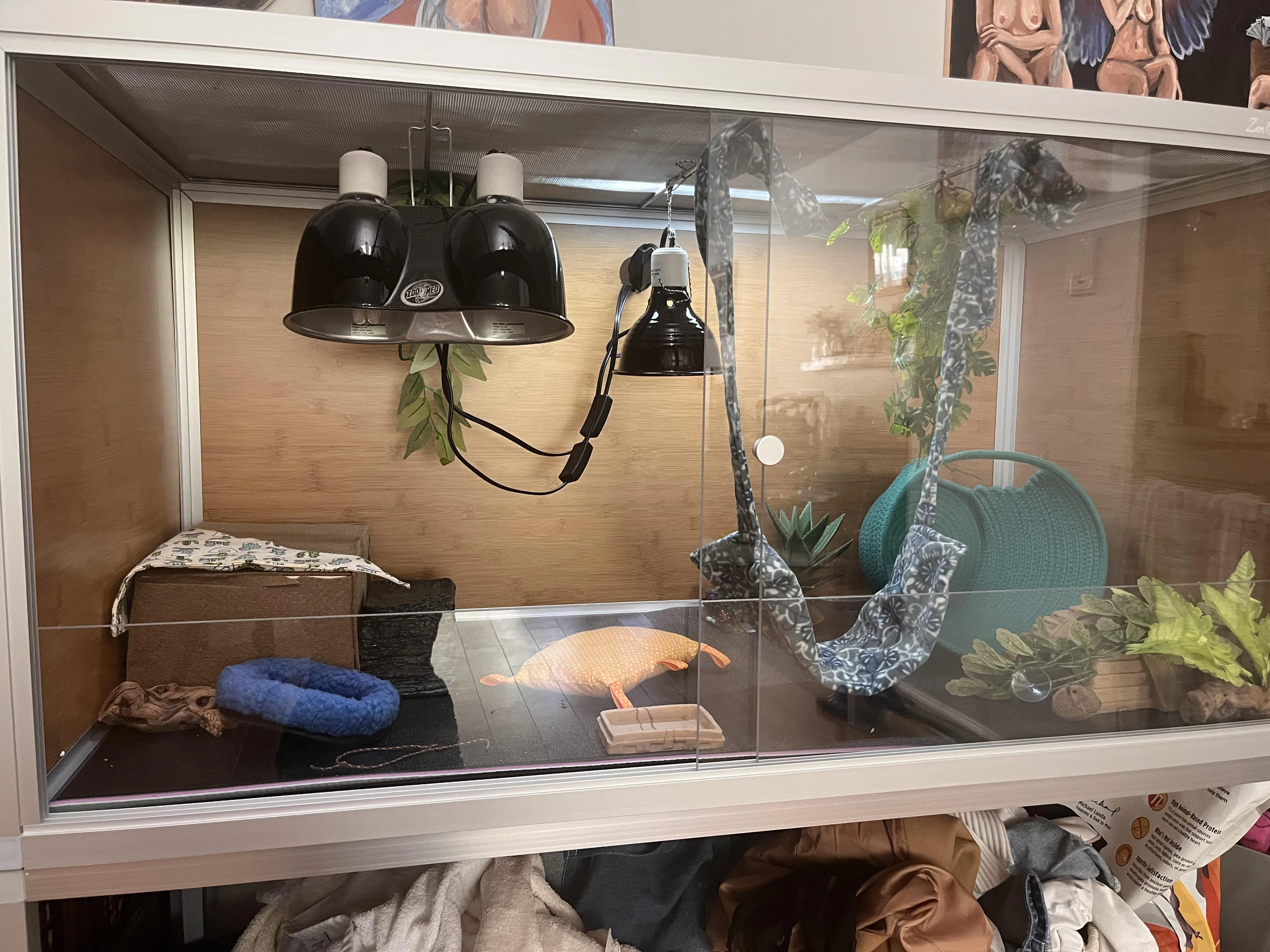 bearded dragon lighting placement 6