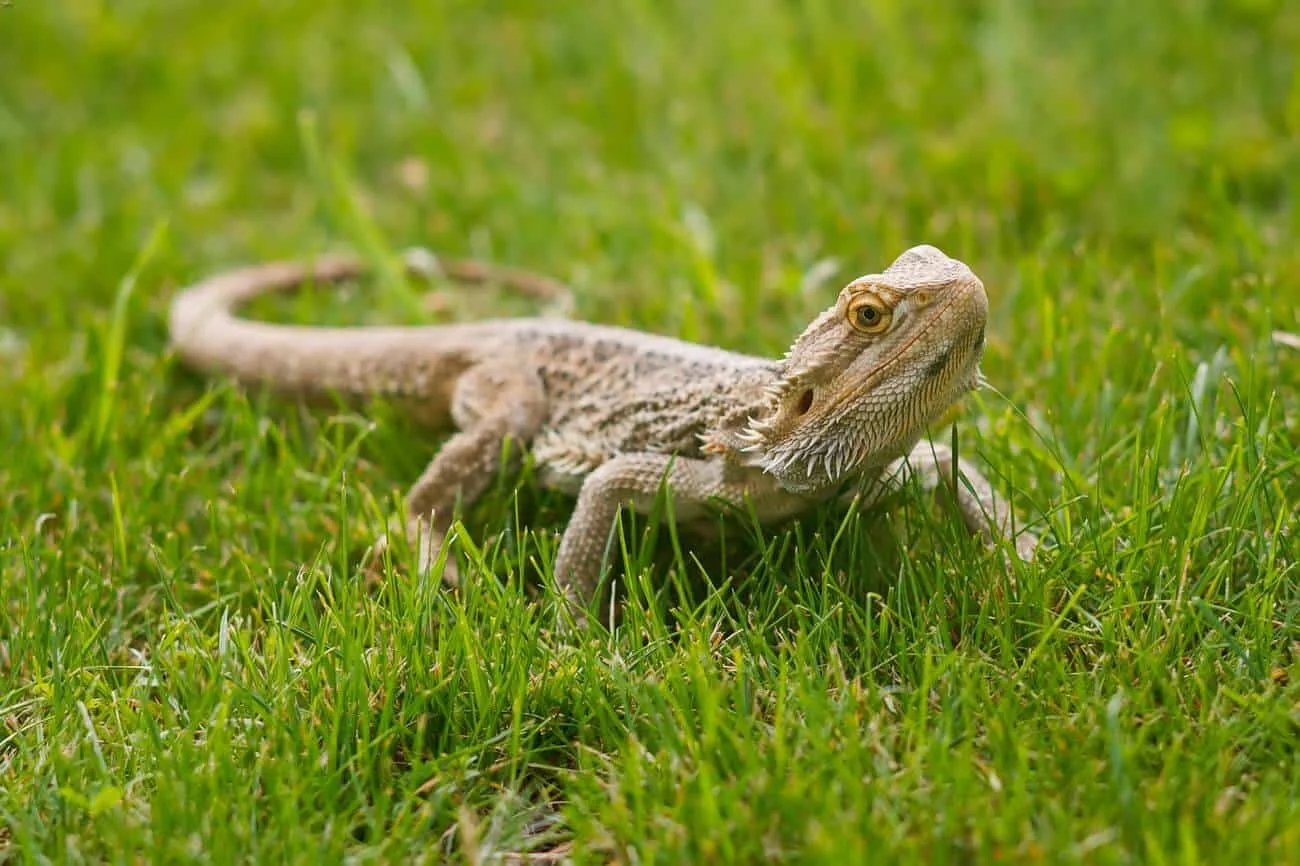 img/89_bearded-dragon-substrate-overview.webp