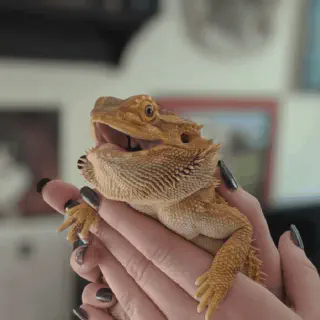 img/90_bearded-dragon-handling-environment.webp
