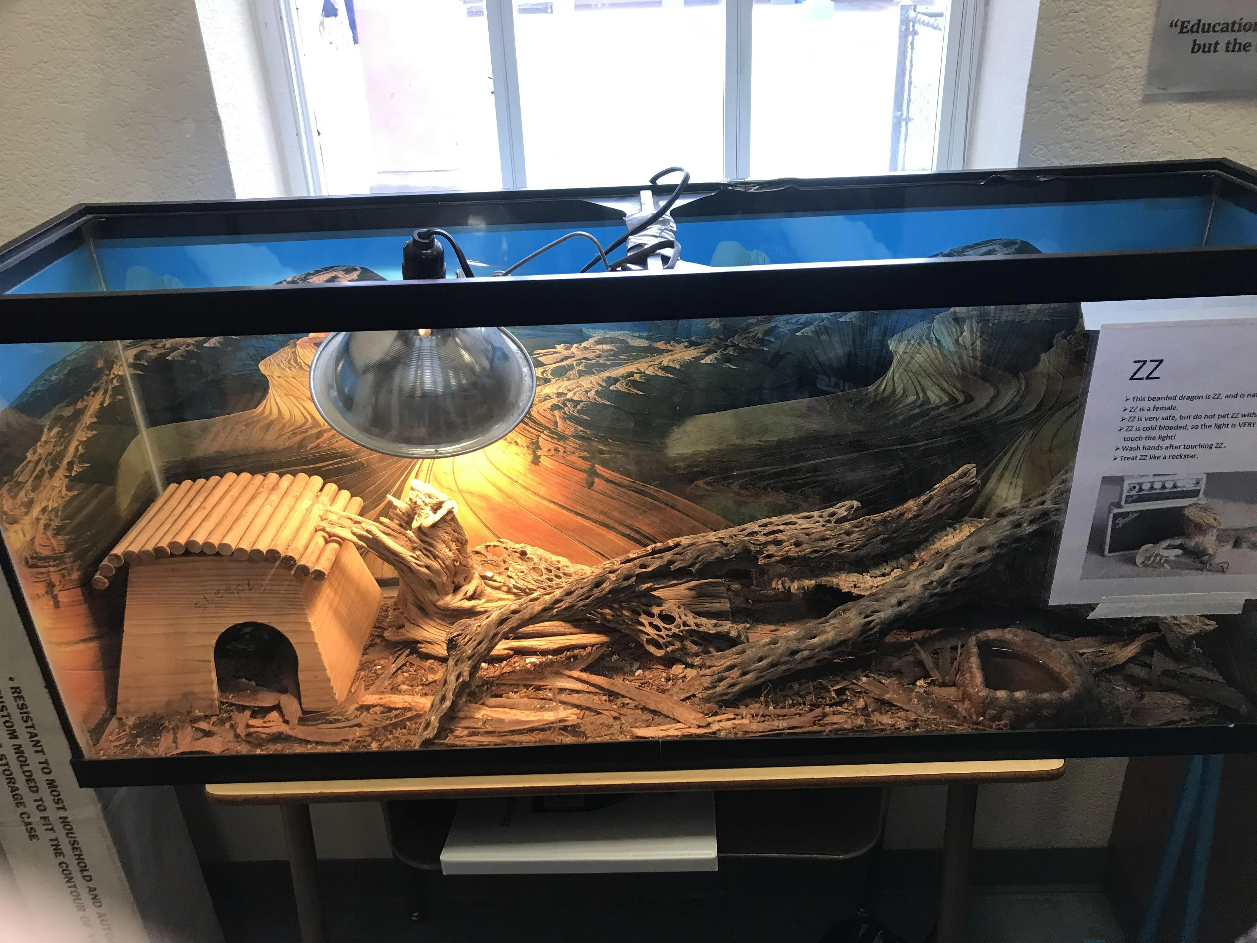 bearded dragon uvb lamp overexposure